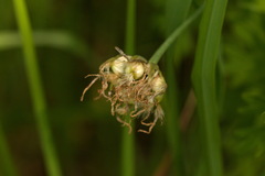 Scorzonera purpurea