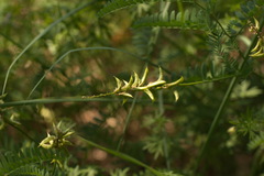 Astragalus cicer