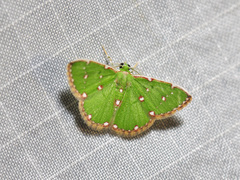 Argyrocosma inductaria