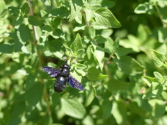 Xylocopa violacea