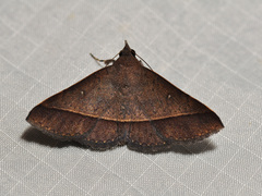 Hypospila