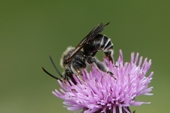 Macropis