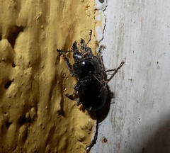 Prosopocoilus