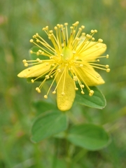 Hypericum maculatum maculatum