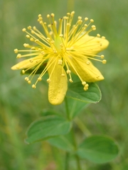 Hypericum maculatum maculatum