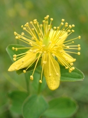 Hypericum maculatum maculatum