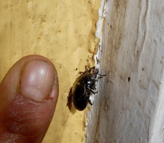 Prosopocoilus