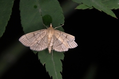 Dolicharthria bruguieralis