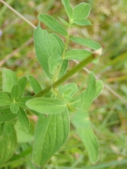 Hypericum maculatum maculatum