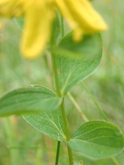 Hypericum maculatum maculatum