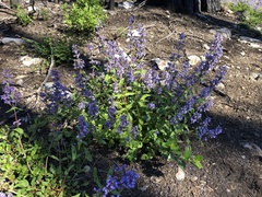 Penstemon anguineus