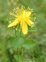 Hypericum maculatum maculatum