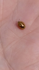 Cassida subreticulata