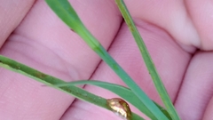 Cassida subreticulata