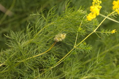 Adonis vernalis
