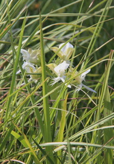 Pecteilis susannae