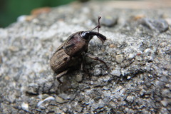 Sphenophorus venatus vestitus