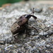 Sphenophorus venatus vestitus - Photo (c) harum.koh, some rights reserved (CC BY-SA), uploaded by harum.koh