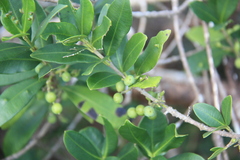 Alyxia reinwardtii