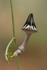 Ceropegia nilotica