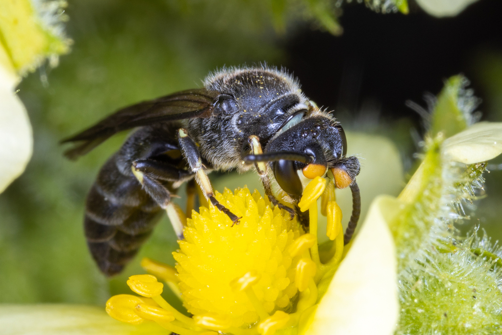 Cinquefoil Masked Bee