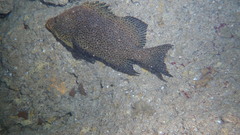 Dermatolepis inermis