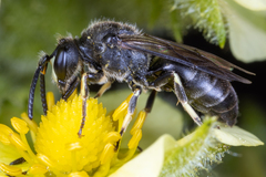Hylaeus basalis