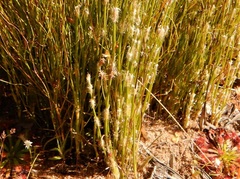 Dapsilanthus spathaceus