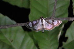 Glyphodes quadrimaculalis