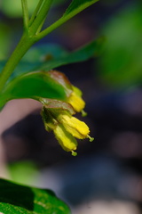 Lonicera involucrata involucrata