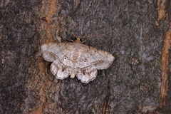 Chiasmia hebesata