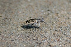 Ellipsoptera puritana