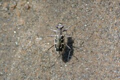 Ellipsoptera puritana