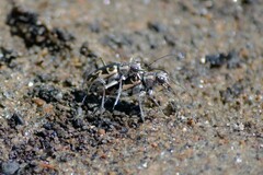 Ellipsoptera puritana