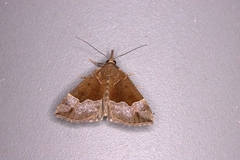 Hypena squalida