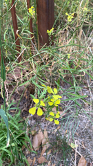 Erysimum rhaeticum