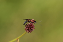Neotypus melanocephalus
