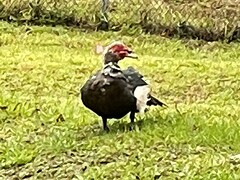 Cairina moschata domestica