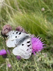 Parnassius