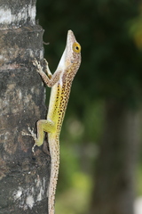 Anolis leachii