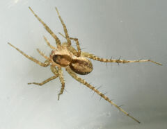 Pardosa delicatula
