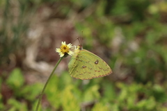 Phoebis sennae sennae