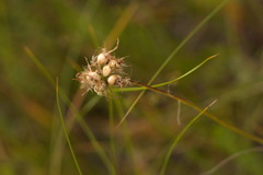 Scorzonera purpurea