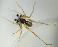 Pardosa atlantica