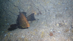 Dermatolepis inermis