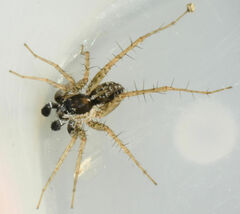 Pardosa atlantica