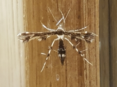 Geina tenuidactylus