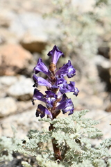 Orobanche amoena
