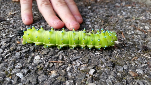 Giant Peacock Moth