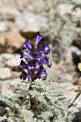 Orobanche amoena